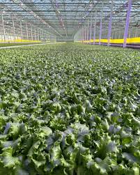 Photo taken inside a Little Leaf Farm Green House, showing hydroponic lettuce growing